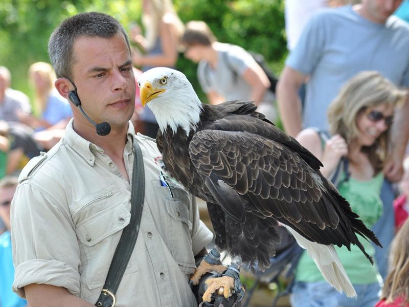 Greifvogel Show